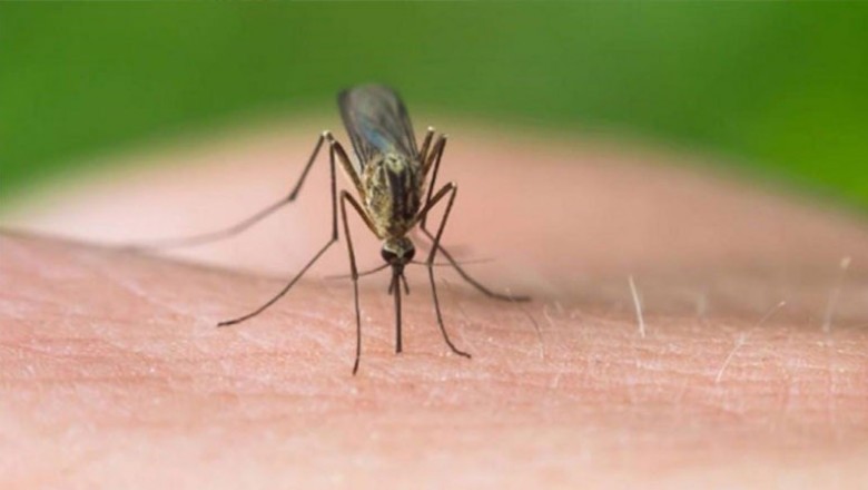  السفارة الأمريكية باثينا تحدر الامريكيين من خطر فيروس غرب النيل بعد ارتفاع عدد الضحايا الى 5 أشخاص باليونان