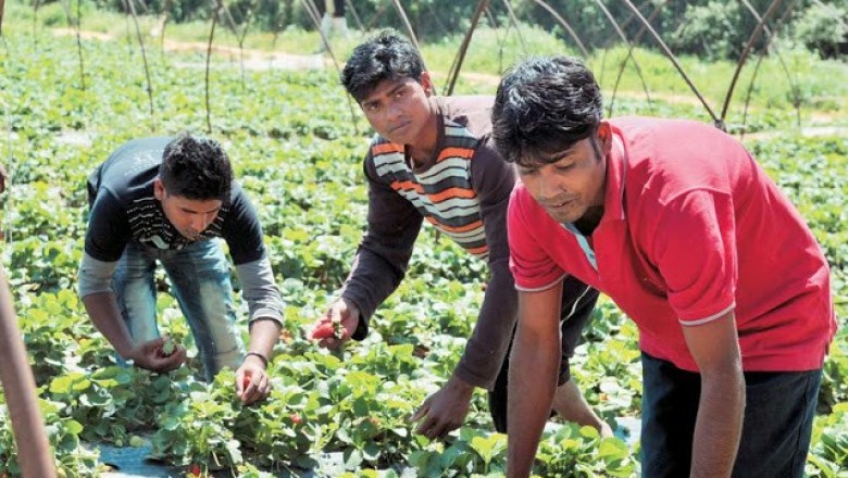 10500 يورو لكل عامل  قرار ينص على فرض غرامة لأ صحاب العمل الذين يشغلون  العمال بدون تأمين 